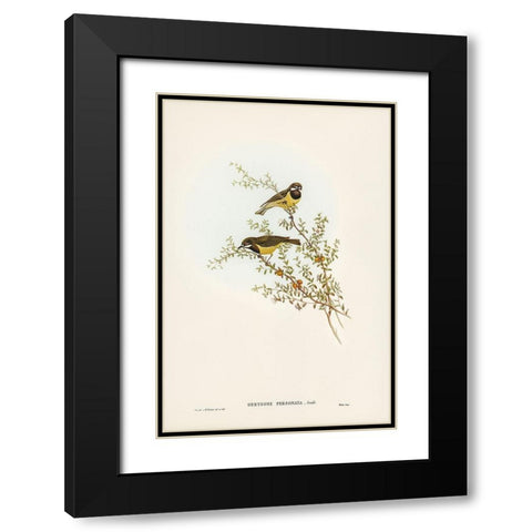 Masked Gerygone-Gerygone personata Black Modern Wood Framed Art Print with Double Matting by Gould, John