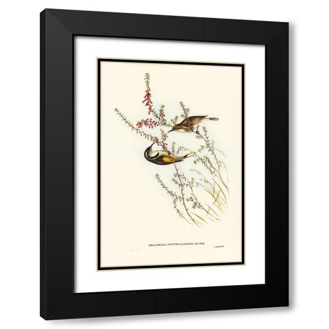 Tasmanian Honey-eater-Meliphaga Australasiana Black Modern Wood Framed Art Print with Double Matting by Gould, John