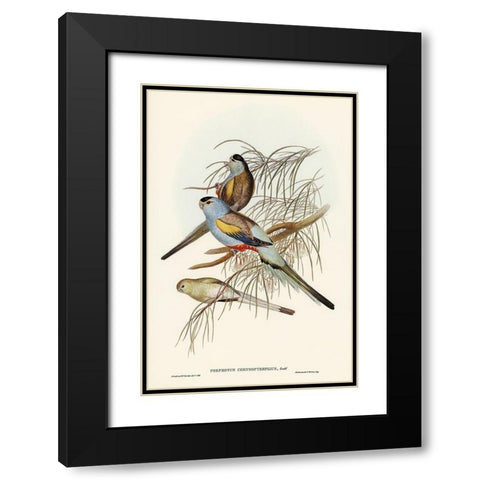 Golden-backed Parakeet-Psephotus chrysopterygius Black Modern Wood Framed Art Print with Double Matting by Gould, John