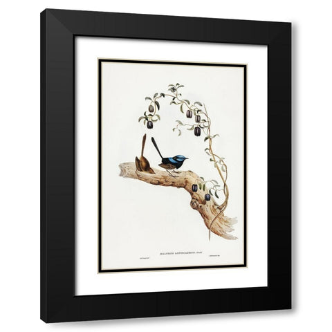 Long-tailed Wren-Malurus longicaudus Black Modern Wood Framed Art Print with Double Matting by Gould, John