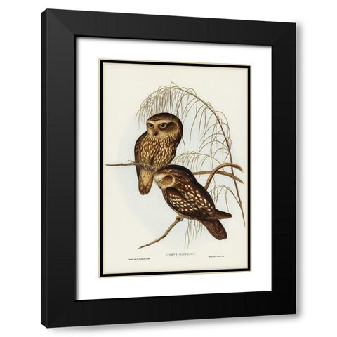 Spotted Owl-Athene maculate Black Modern Wood Framed Art Print with Double Matting by Gould, John