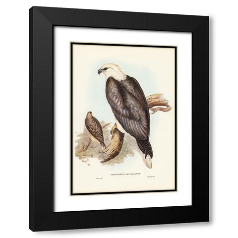 White-bellied Sea Eagle-Ichthyiaetus leucosternus Black Modern Wood Framed Art Print with Double Matting by Gould, John