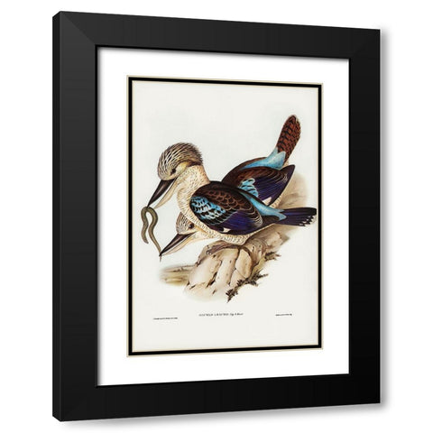 Leachâ€™s Kingfisher-Dacelo Leachii Black Modern Wood Framed Art Print with Double Matting by Gould, John