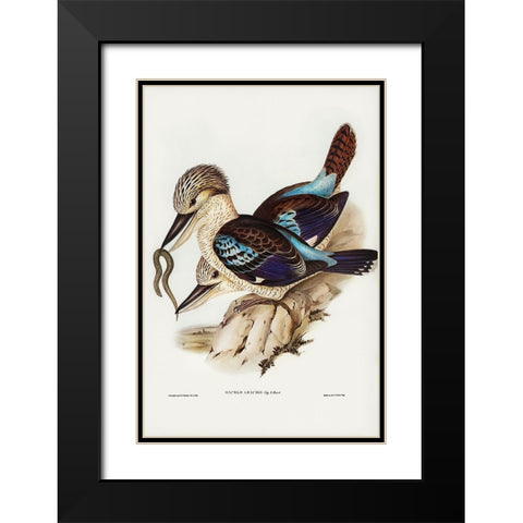 Leachâ€™s Kingfisher-Dacelo Leachii Black Modern Wood Framed Art Print with Double Matting by Gould, John