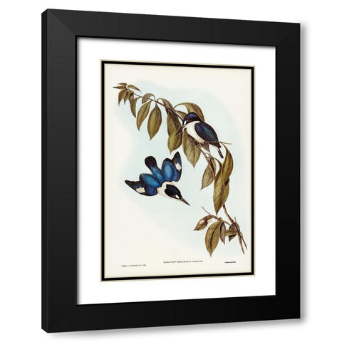 MacLeayâ€™s Halcyon-Halcyon MacLeayii Black Modern Wood Framed Art Print with Double Matting by Gould, John