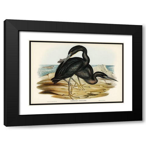 Blue Reef Heron-Herodias jugularis Black Modern Wood Framed Art Print with Double Matting by Gould, John