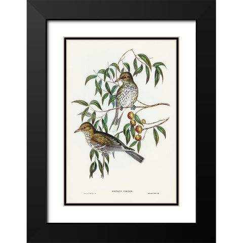 New South Wales Oriole-Oriolus viridis Black Modern Wood Framed Art Print with Double Matting by Gould, John
