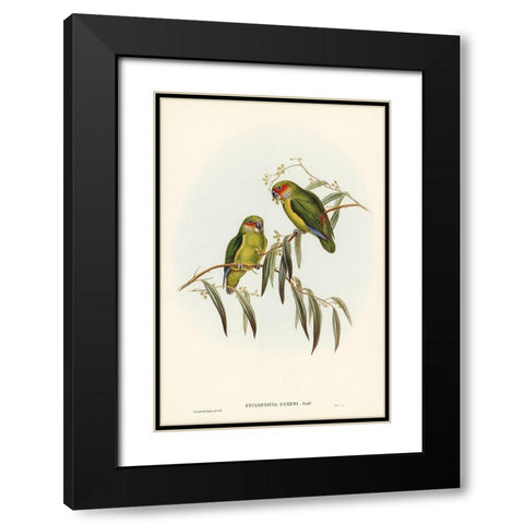 Coxens Parakeet-Cyclopsitta Coxeni Black Modern Wood Framed Art Print with Double Matting by Gould, John