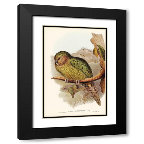 Kakapo-Strigops habroptius Black Modern Wood Framed Art Print with Double Matting by Gould, John