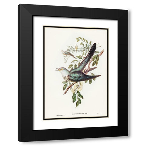 Australian Cuckoo-Cuculus optatus Black Modern Wood Framed Art Print with Double Matting by Gould, John