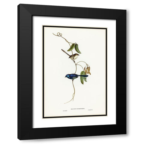 Banded Wren-Alurus splendens Black Modern Wood Framed Art Print with Double Matting by Gould, John