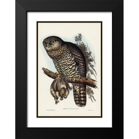 Powerful Owl-Athene strenua Black Modern Wood Framed Art Print with Double Matting by Gould, John