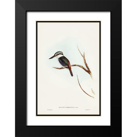Red-backed Halcyon-Halcyon pyrrhopygia Black Modern Wood Framed Art Print with Double Matting by Gould, John