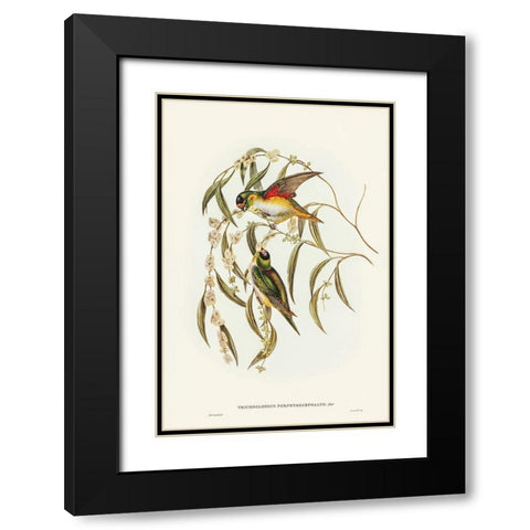 Porphyry-crowned Lorikeet-Trichoglossus Porphyrocephalus Black Modern Wood Framed Art Print with Double Matting by Gould, John