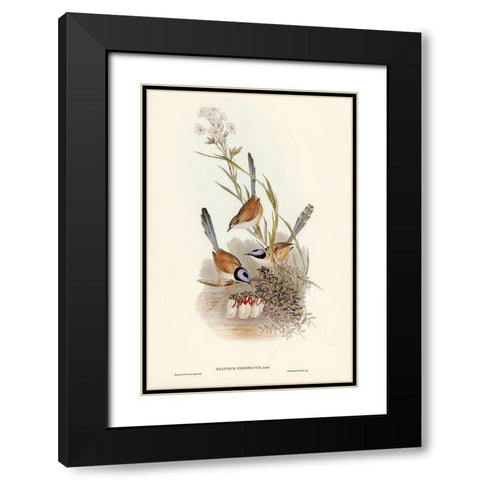 Crowned Wren-Malurus coronatus Black Modern Wood Framed Art Print with Double Matting by Gould, John