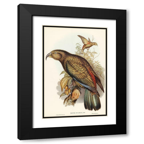 Kea Parrot-Nestor notabilis Black Modern Wood Framed Art Print with Double Matting by Gould, John