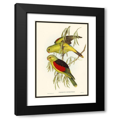 Red-winged Lory-Aprosmictus erythropterus Black Modern Wood Framed Art Print with Double Matting by Gould, John