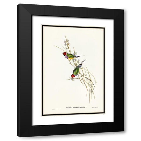 Beautiful Grass Finch-Poephila mirabilis Black Modern Wood Framed Art Print with Double Matting by Gould, John