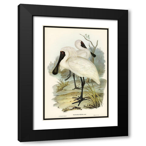 Royal spoonbill-platalea regia Black Modern Wood Framed Art Print with Double Matting by Gould, John