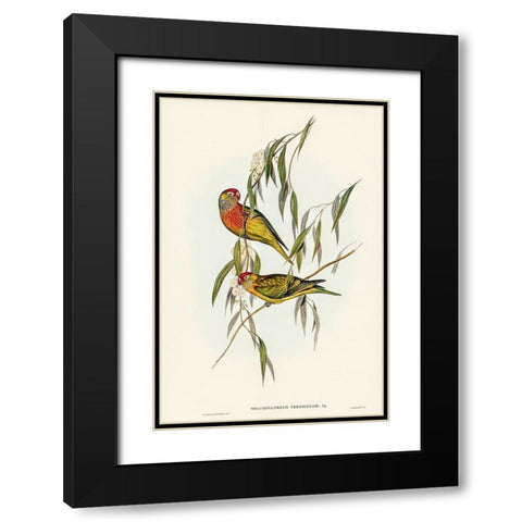 Varied Lorikeet-Trichoglossus versicolor Black Modern Wood Framed Art Print with Double Matting by Gould, John