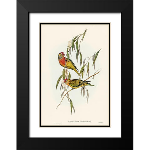 Varied Lorikeet-Trichoglossus versicolor Black Modern Wood Framed Art Print with Double Matting by Gould, John