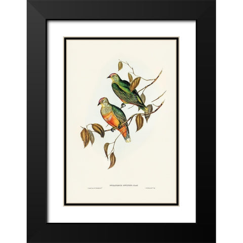 Ewings Fruit Pigeon-Ptilinopus Ewingii Black Modern Wood Framed Art Print with Double Matting by Gould, John