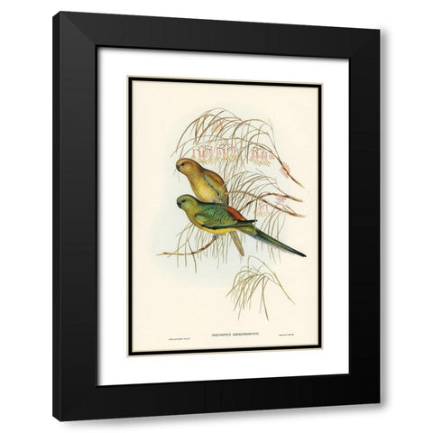 Red-backed Parakeet-Psephotus haematonotus) Black Modern Wood Framed Art Print with Double Matting by Gould, John