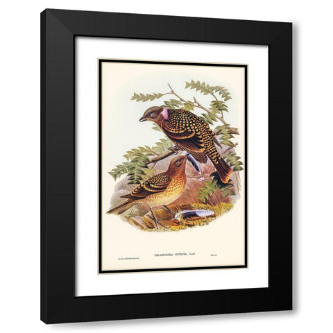 Guttated Bower-bird-Chlamydera guttata Black Modern Wood Framed Art Print with Double Matting by Gould, John