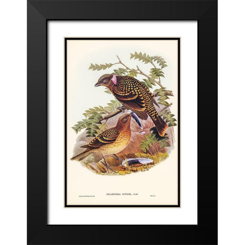 Guttated Bower-bird-Chlamydera guttata Black Modern Wood Framed Art Print with Double Matting by Gould, John