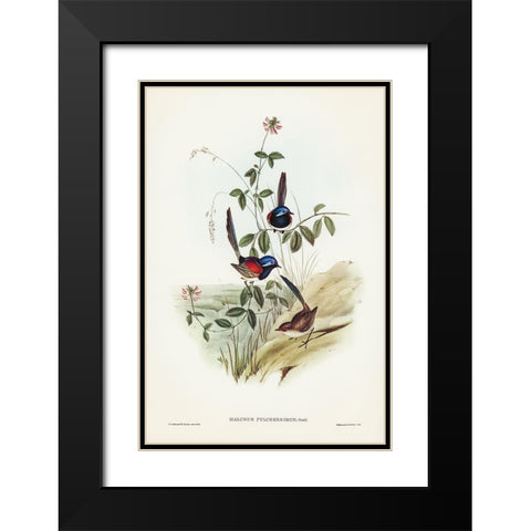 Beautiful Wren-Malurus pulcherrimus Black Modern Wood Framed Art Print with Double Matting by Gould, John