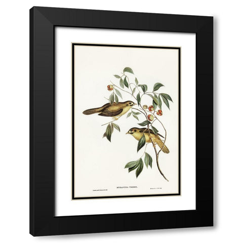 Australian Bell Bird-Myzantha melanophrys Black Modern Wood Framed Art Print with Double Matting by Gould, John