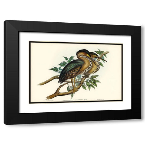 Thick-billed Green Bittern-Ardetta macrorhyncha Black Modern Wood Framed Art Print with Double Matting by Gould, John