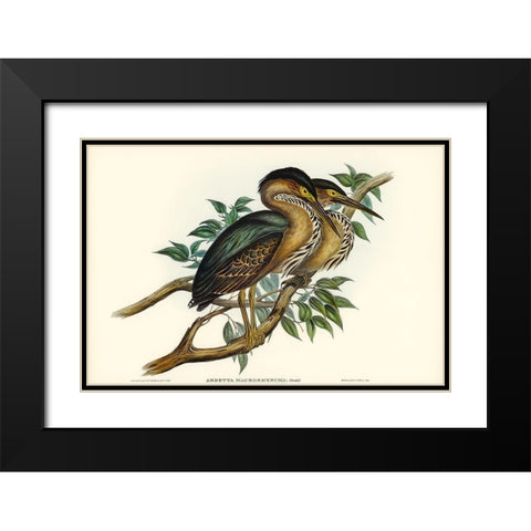 Thick-billed Green Bittern-Ardetta macrorhyncha Black Modern Wood Framed Art Print with Double Matting by Gould, John