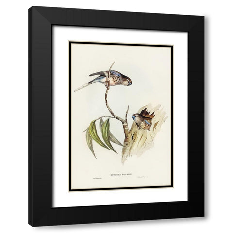 Boukes Grass-Parakeet-Euphema Bourkii Black Modern Wood Framed Art Print with Double Matting by Gould, John