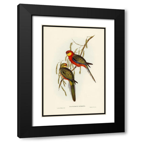 The Earl of Derbys Parrakeet-Platycercus icterotis Black Modern Wood Framed Art Print with Double Matting by Gould, John