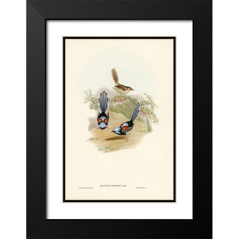 Lovely Wren-Malurus amabilis Black Modern Wood Framed Art Print with Double Matting by Gould, John