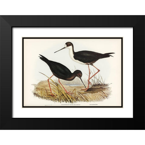 New Zealand Stilt-Himantopus Novae-Zelandiae Black Modern Wood Framed Art Print with Double Matting by Gould, John