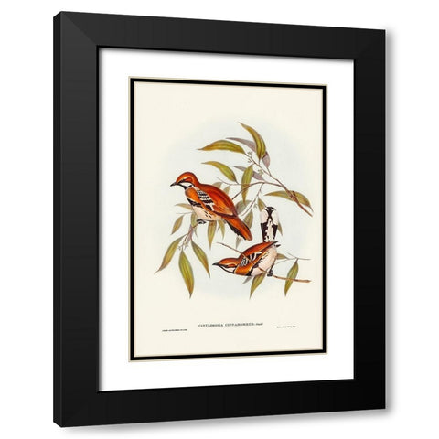 Cinnamon-coloured Cinclosoma-Cinclosoma cinnamomeus Black Modern Wood Framed Art Print with Double Matting by Gould, John
