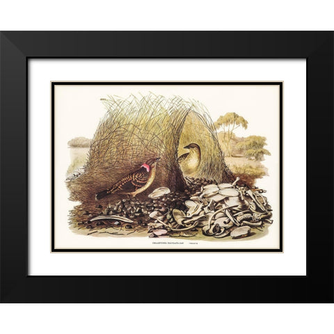 Spotted Bower Bird-Chlamydera maculata Black Modern Wood Framed Art Print with Double Matting by Gould, John