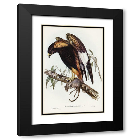 Black-Breasted Buzzard-Buteo melanosternon Black Modern Wood Framed Art Print with Double Matting by Gould, John
