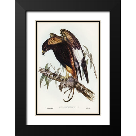 Black-Breasted Buzzard-Buteo melanosternon Black Modern Wood Framed Art Print with Double Matting by Gould, John