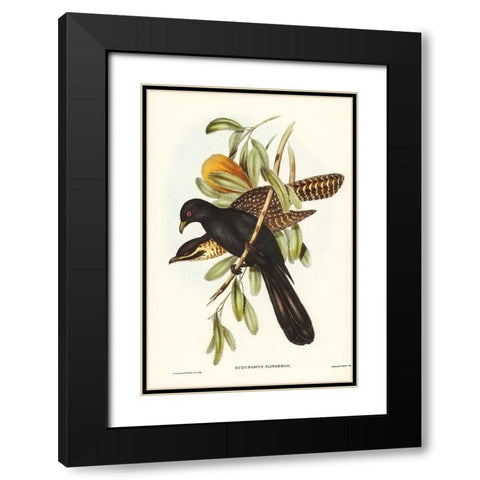Flinders Cuckoo-Eudynamys Flindersii Black Modern Wood Framed Art Print with Double Matting by Gould, John