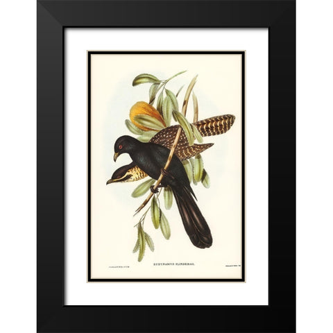 Flinders Cuckoo-Eudynamys Flindersii Black Modern Wood Framed Art Print with Double Matting by Gould, John