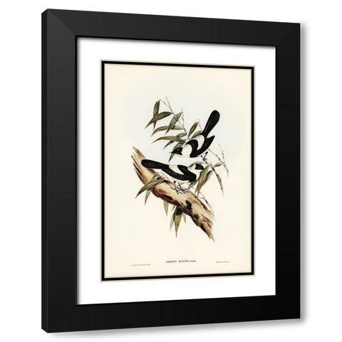 Kaups Flycatcher-Arses Kaupi Black Modern Wood Framed Art Print with Double Matting by Gould, John