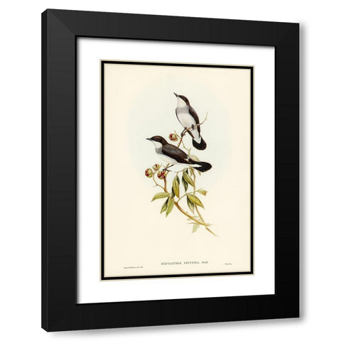 White-tailed Robin-Eopsaltria leucura Black Modern Wood Framed Art Print with Double Matting by Gould, John