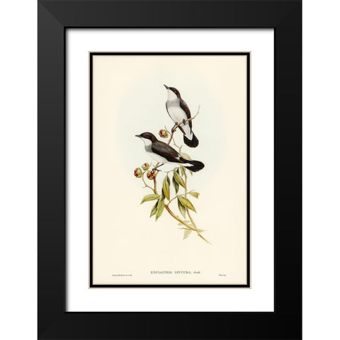 White-tailed Robin-Eopsaltria leucura Black Modern Wood Framed Art Print with Double Matting by Gould, John