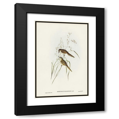 Grass-loving Sphenoeacus-Sphenoeacus gramineus Black Modern Wood Framed Art Print with Double Matting by Gould, John
