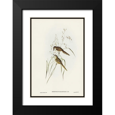 Grass-loving Sphenoeacus-Sphenoeacus gramineus Black Modern Wood Framed Art Print with Double Matting by Gould, John