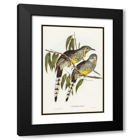 Great Wattled Honey-eater-Anthochaera inauris Black Modern Wood Framed Art Print with Double Matting by Gould, John