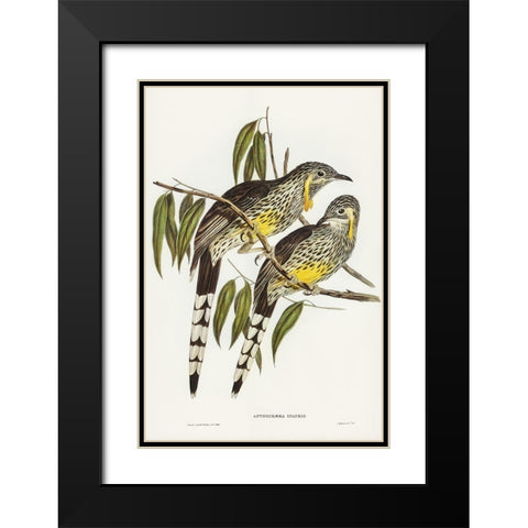 Great Wattled Honey-eater-Anthochaera inauris Black Modern Wood Framed Art Print with Double Matting by Gould, John
